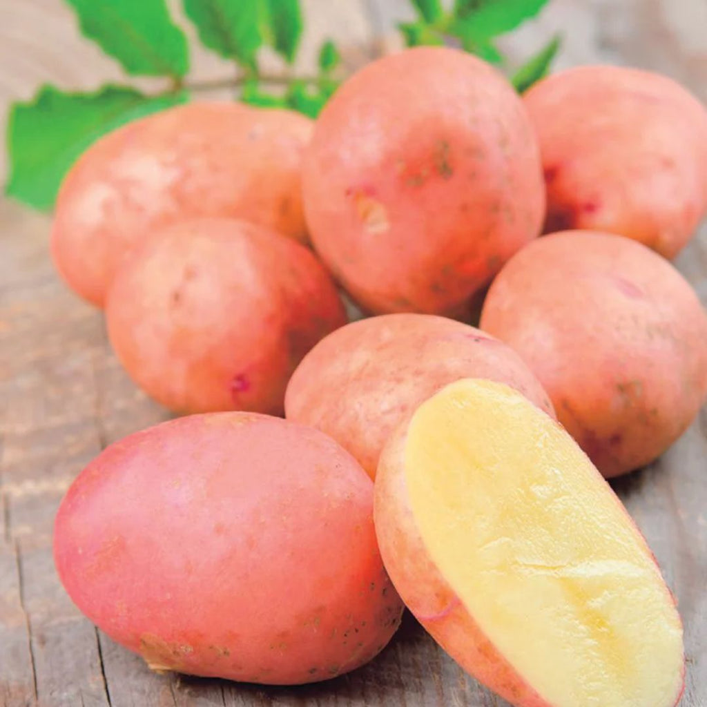 Fothergills Seed Potato Desiree 500g
