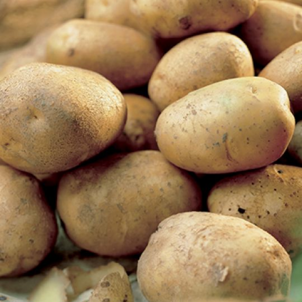 Fothergills Seed Potato Dutch Cream 500g