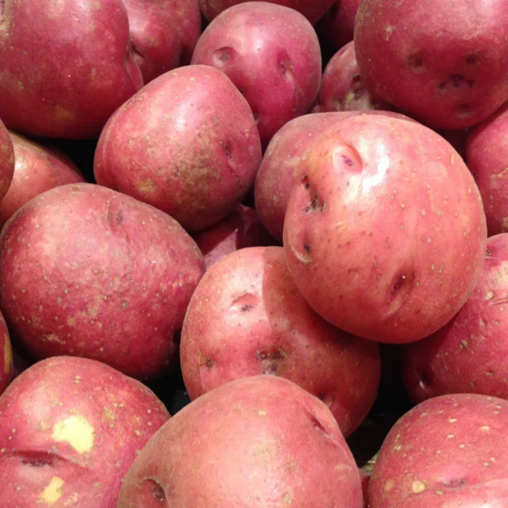 Fothergills Seed Potato Pontiac 1kg