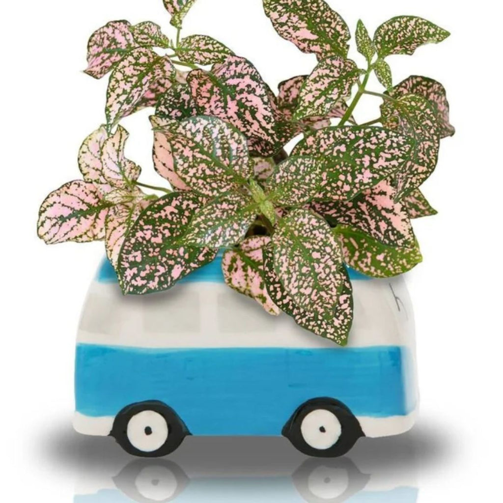 Fothergills Minivan Grow Kit Blue