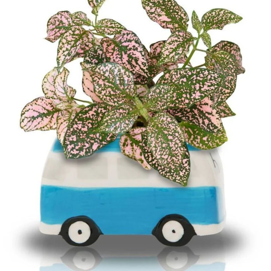 Fothergills Minivan Grow Kit Blue