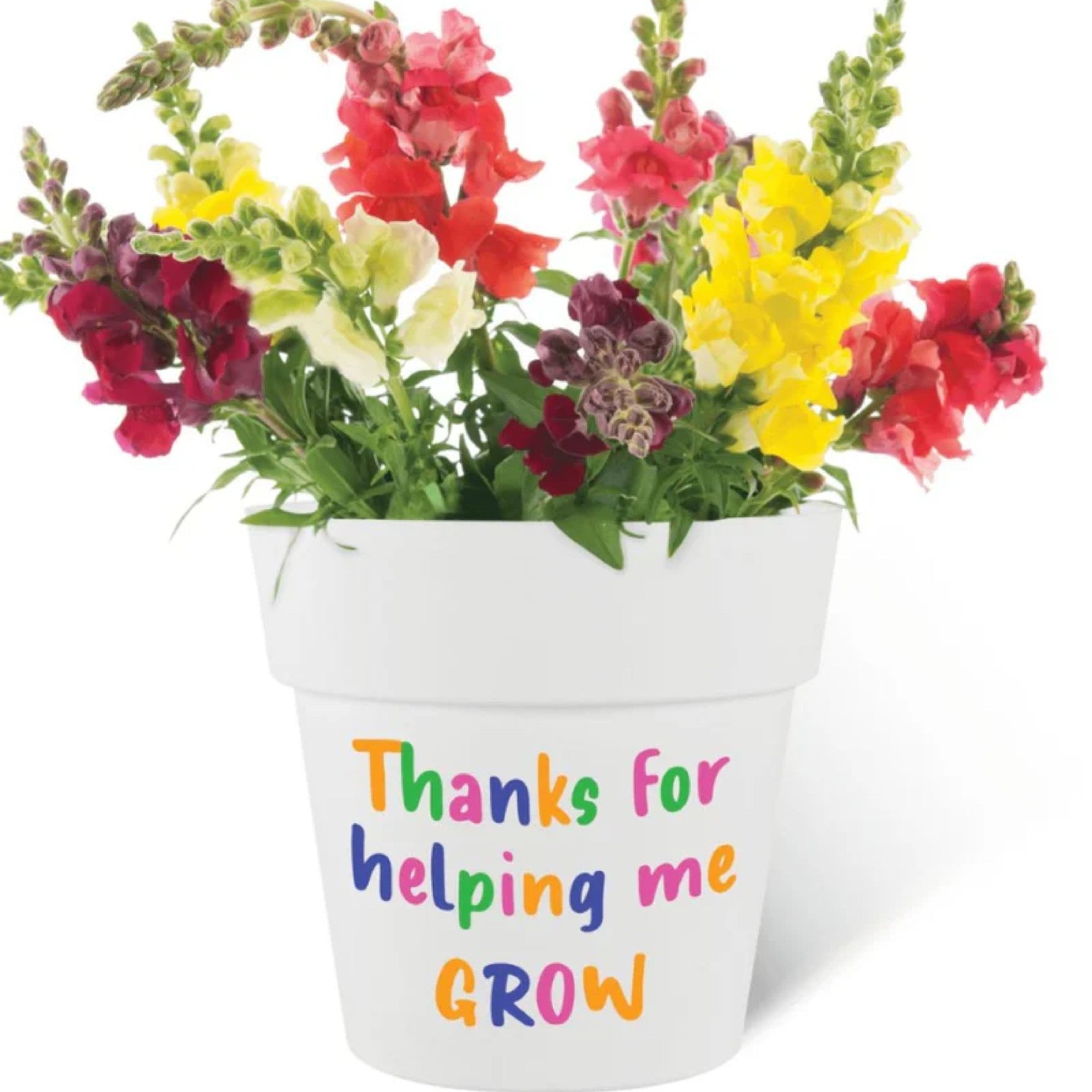Fothergills Thank You  Pot Kit