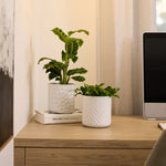 Load image into Gallery viewer, Northcote Pottery Hazel Pot White 2 Assorted 15cm 
