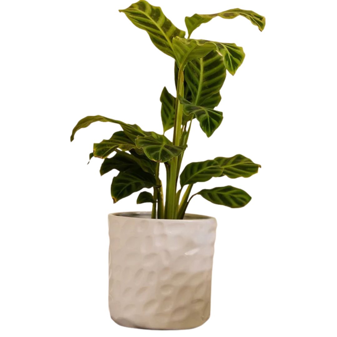 Northcote Pottery Hazel Pot White 2 Assorted 15cm 