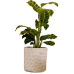 Load image into Gallery viewer, Northcote Pottery Hazel Pot White 2 Assorted 15cm 
