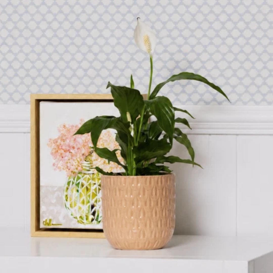 Willow Pot 14.5cm Blush