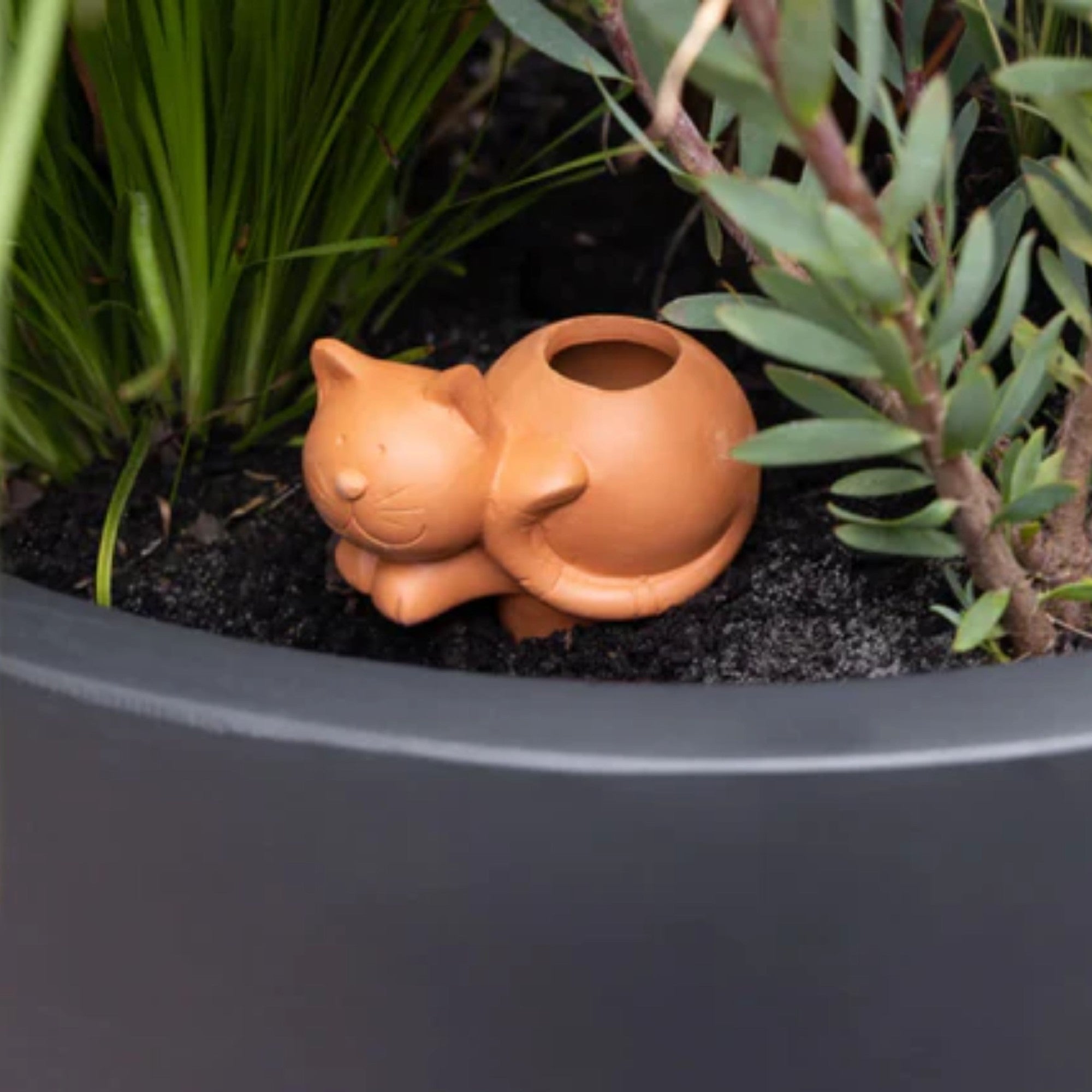 cat self watering planter Self Watering Terracotta Cat – Lumpys Nursery & Landscape Yard