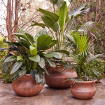 Load image into Gallery viewer, Triton Belly Rust [sz:small Clr:rust]
