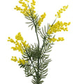 Windragon Mimosa Spray Yel 88cm