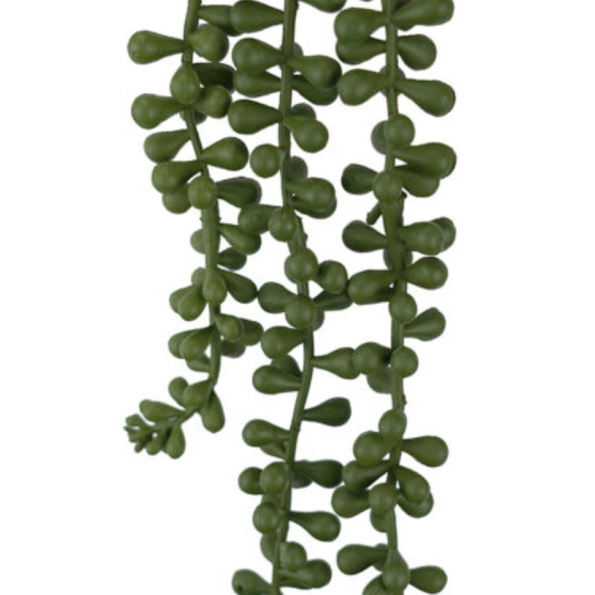 Windragon Hanging String Of Pearls 26cm – Lumpys Nursery & Landscape Yard