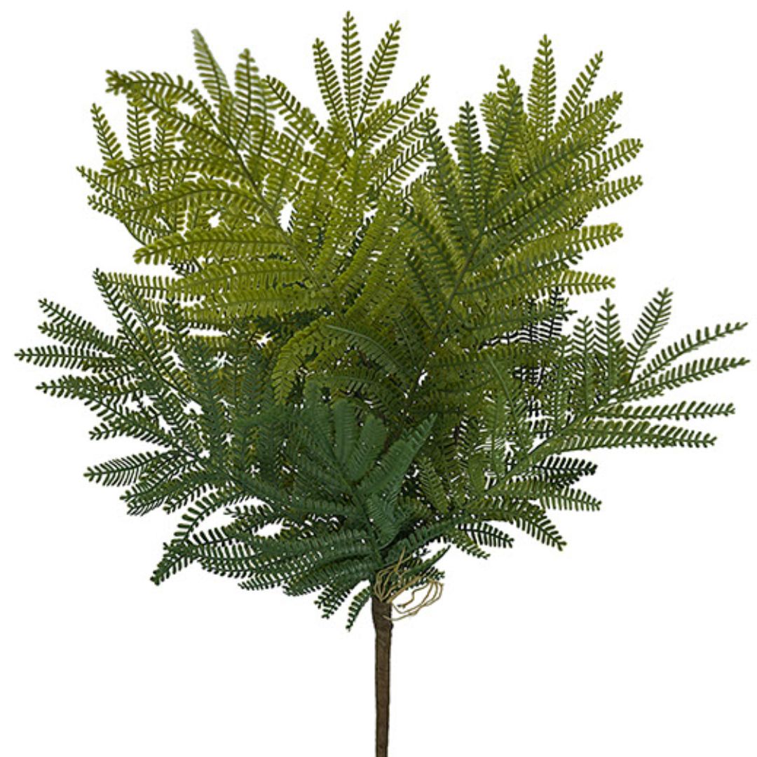 Double Fern Bush 48cm