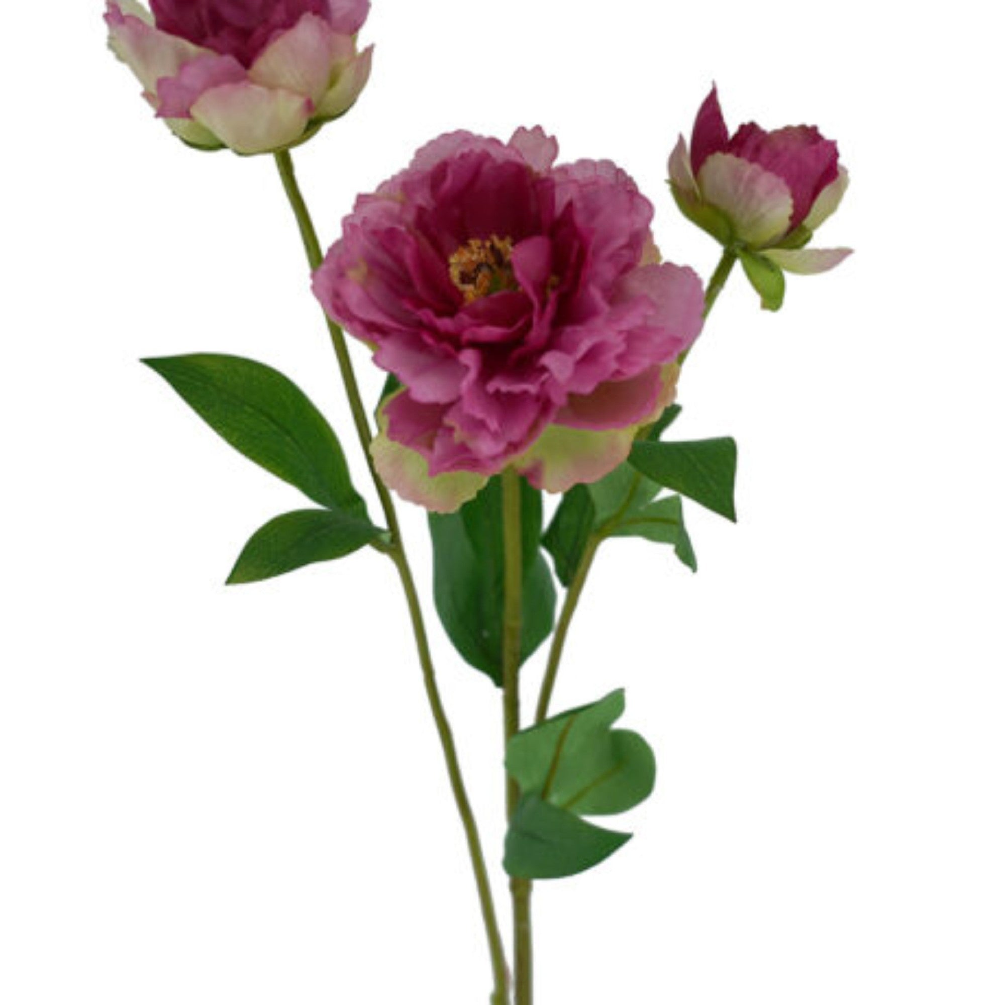 3h Peony D-pink 53cm