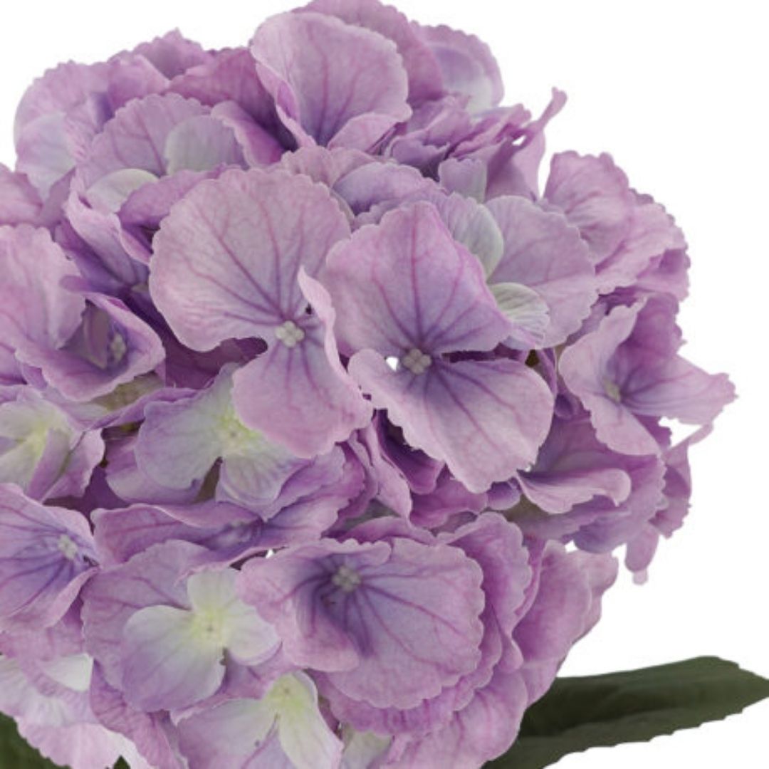 Windragon Hydrangea 2 Layer Stem Purple