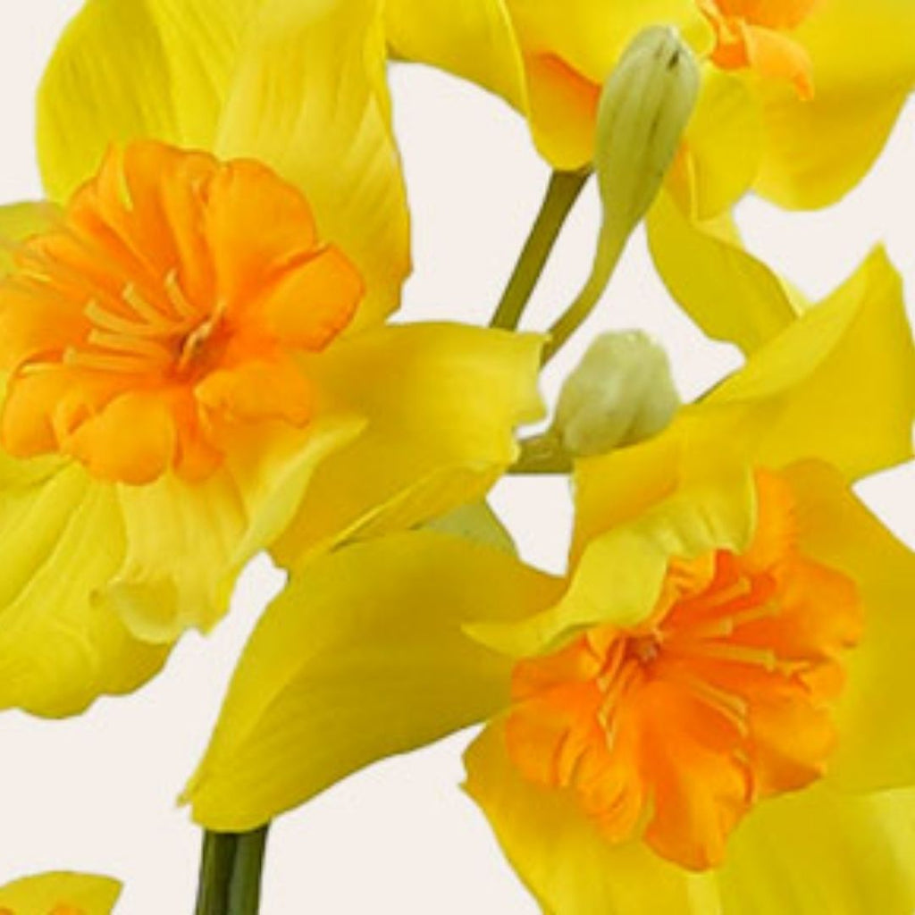 Windragon Daffodil Stem Yellow 46cm
