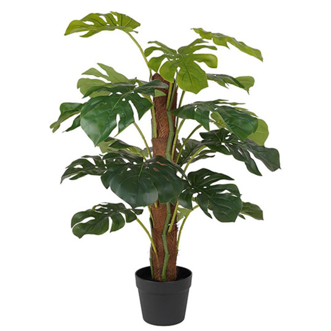 Monstera Plant 80cm