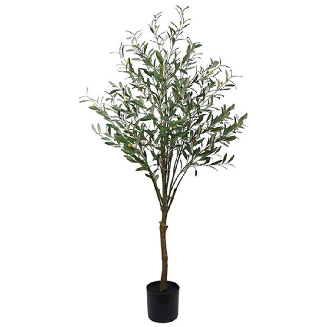 Olive Tree 160cm