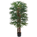 Rhapis Palm 150cm