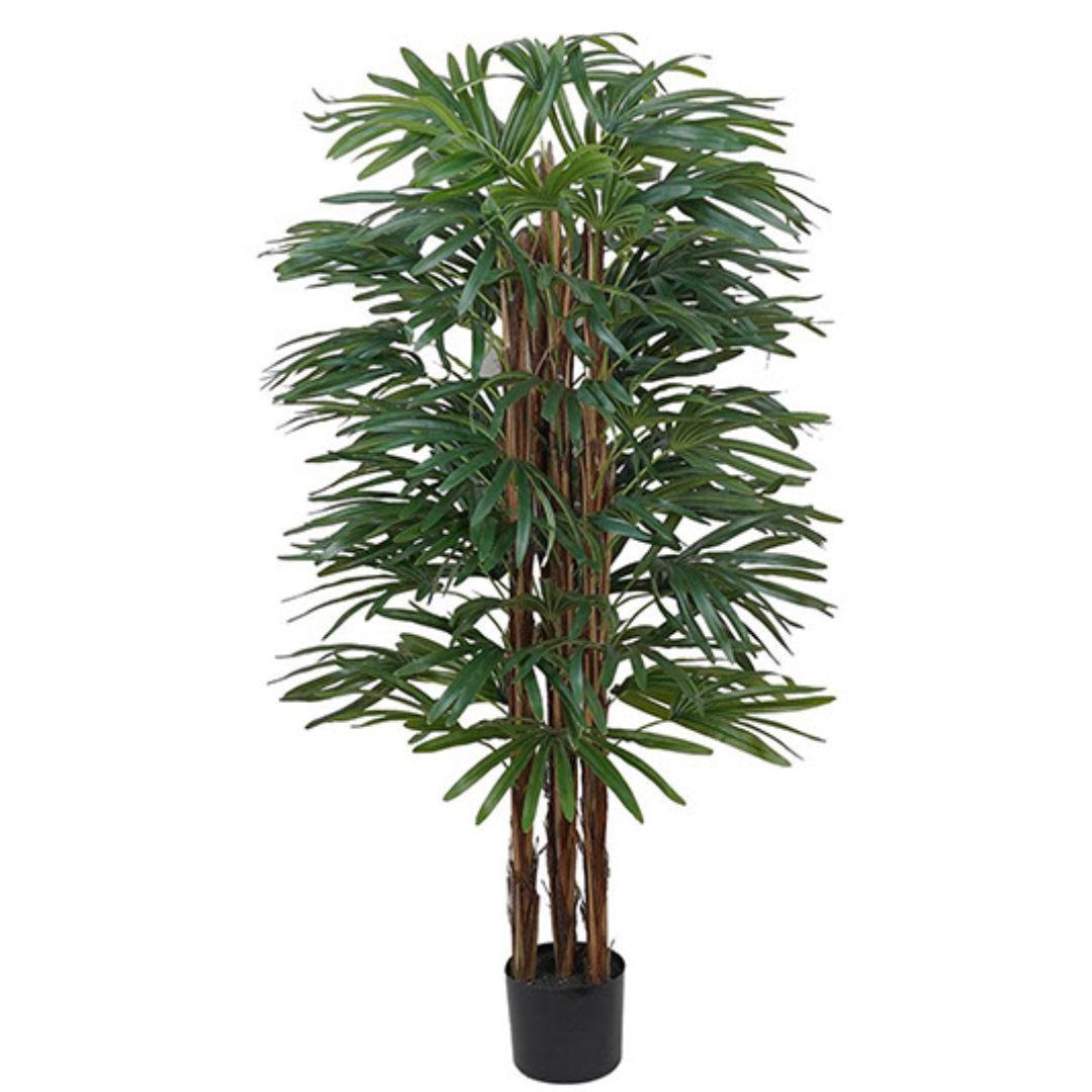 Rhapis Palm 150cm