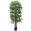 Rhapis Palm 180cm