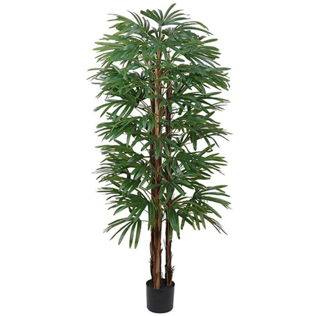 Rhapis Palm 180cm
