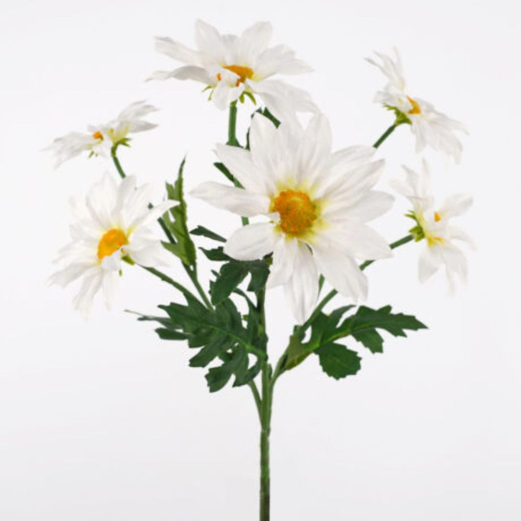 Windragon Gazania Daisy Spray Cream 60cm