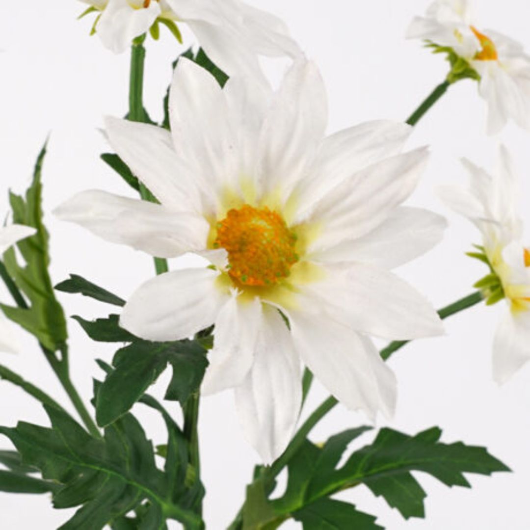 Windragon Gazania Daisy Spray Cream 60cm