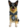 Large Blue Heeler Sitting 35x22x47cm