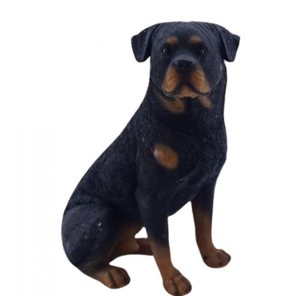 Sit Rottweiler Sit