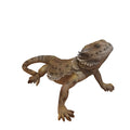 Chameleon 340x200x155mm