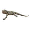Racehorse Goanna  - 32x16.5x9cm