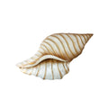 Capiz Beige Conch Shell Wallart