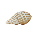 Capiz Beige Babylonia Shell Wall Art