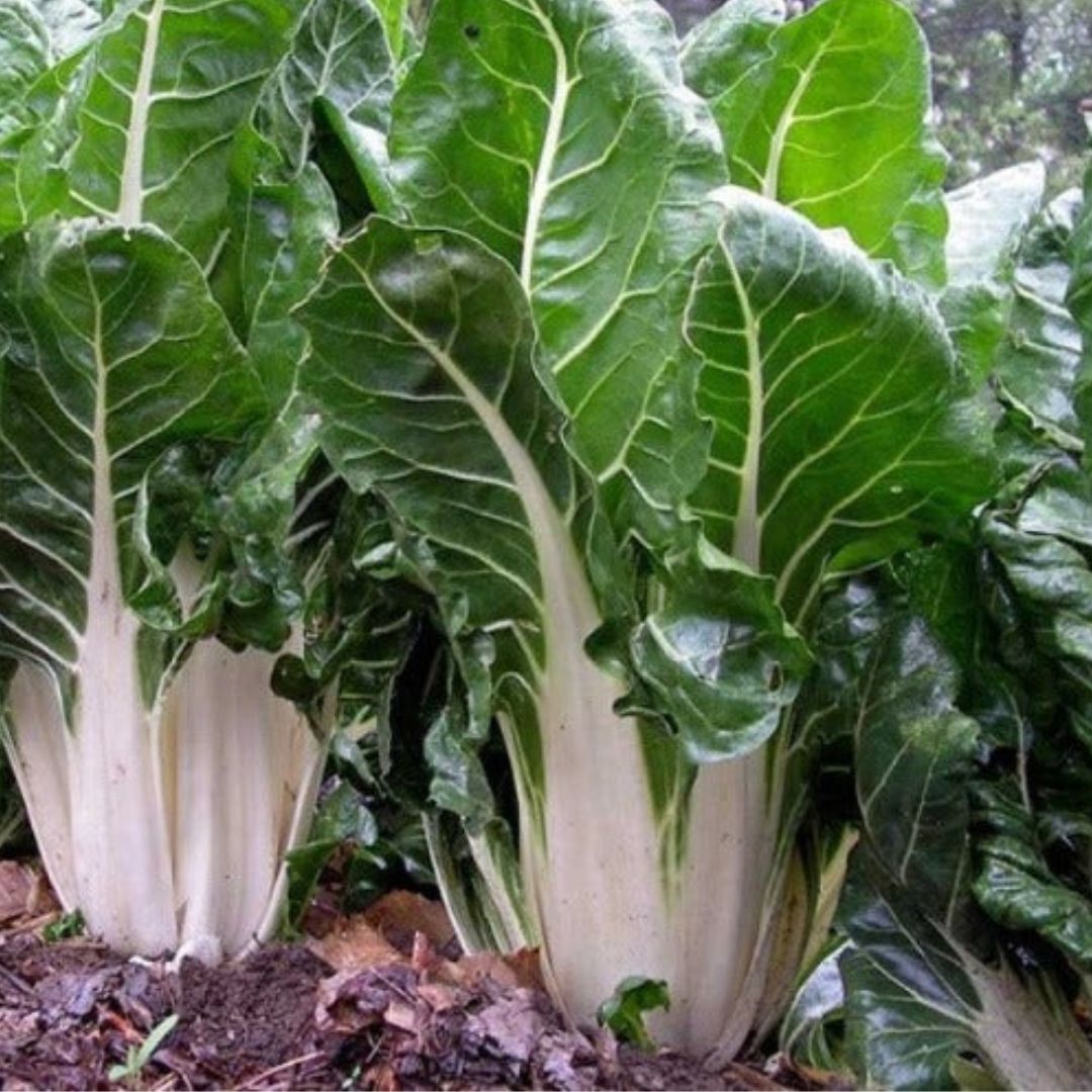 Silverbeet Fordhook Giant 100mm