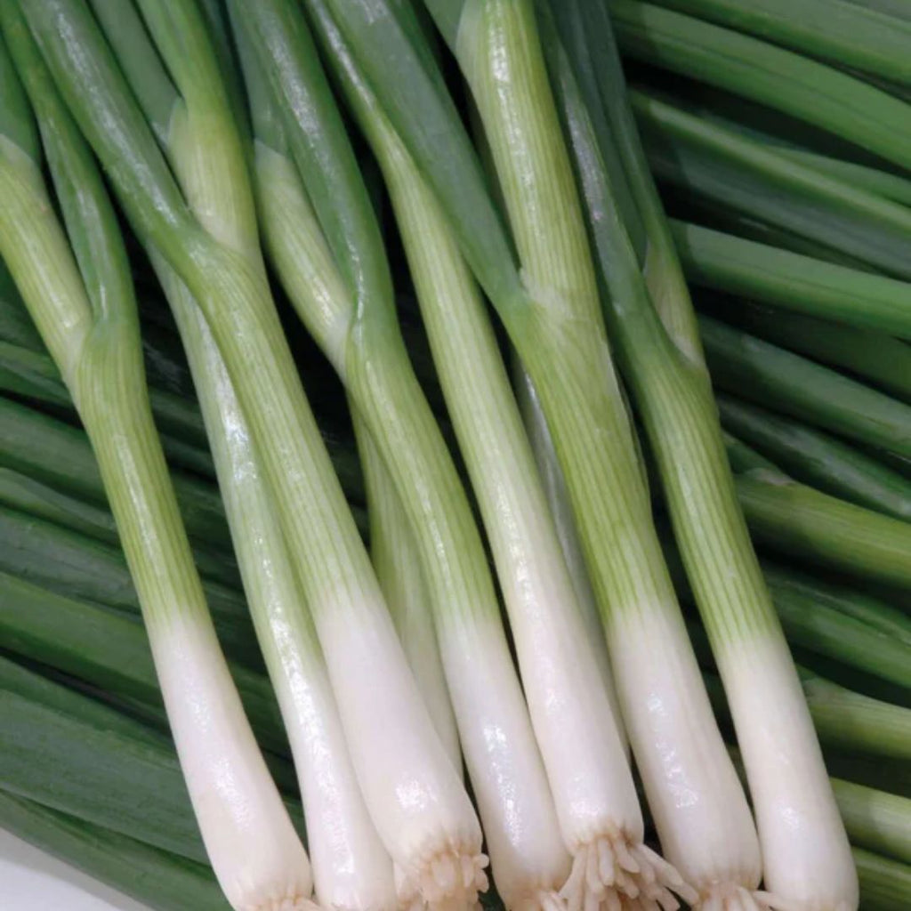 Spring Onion Punnet