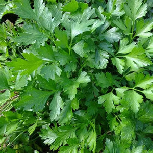 Parsley Italian 100mm