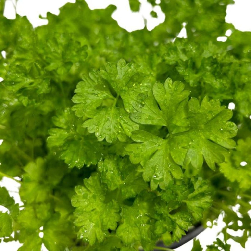 Parsley Curly 100mm