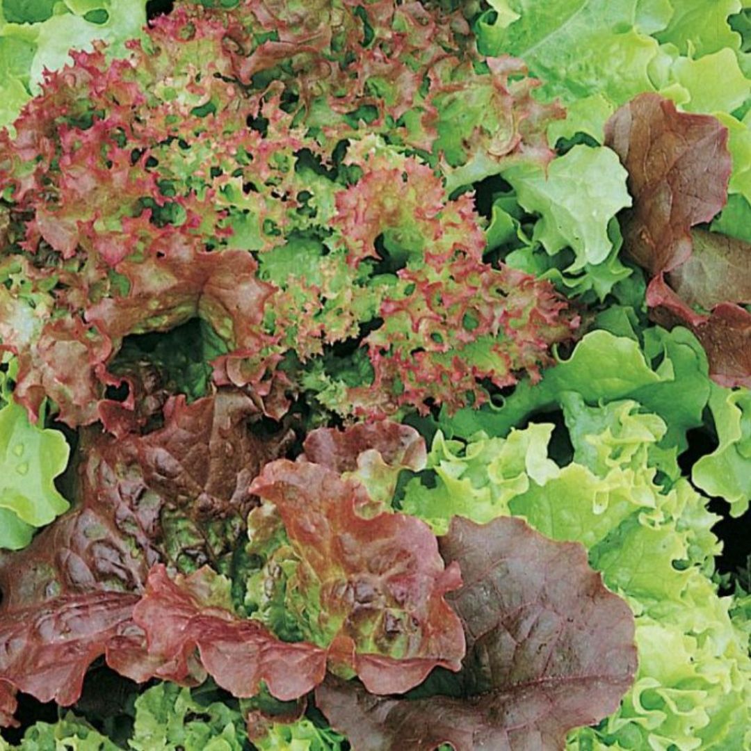 Lettuce Bistro Blend 100mm
