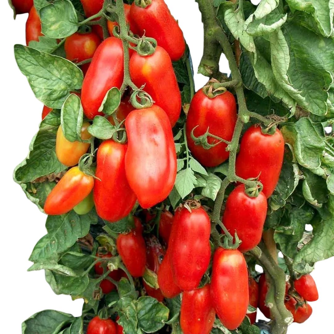 Tomato San Marzano Roma 100mm