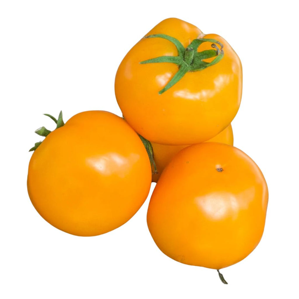 Tomato Husky Cherry Gold 100mm