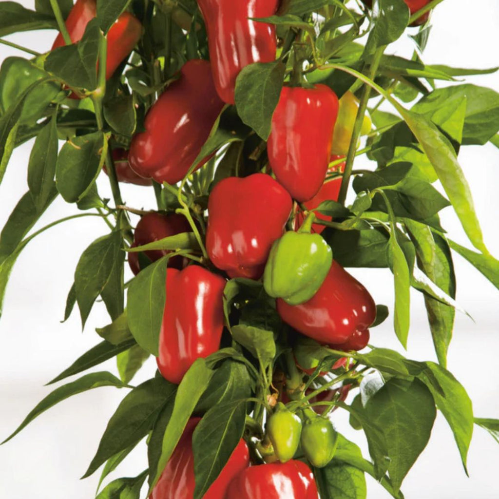 Capsicum Mini Bell Red 100mm