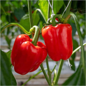 Capsicum California Wonder 100mm