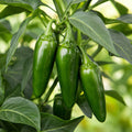 Chilli Jalapeno 100mm