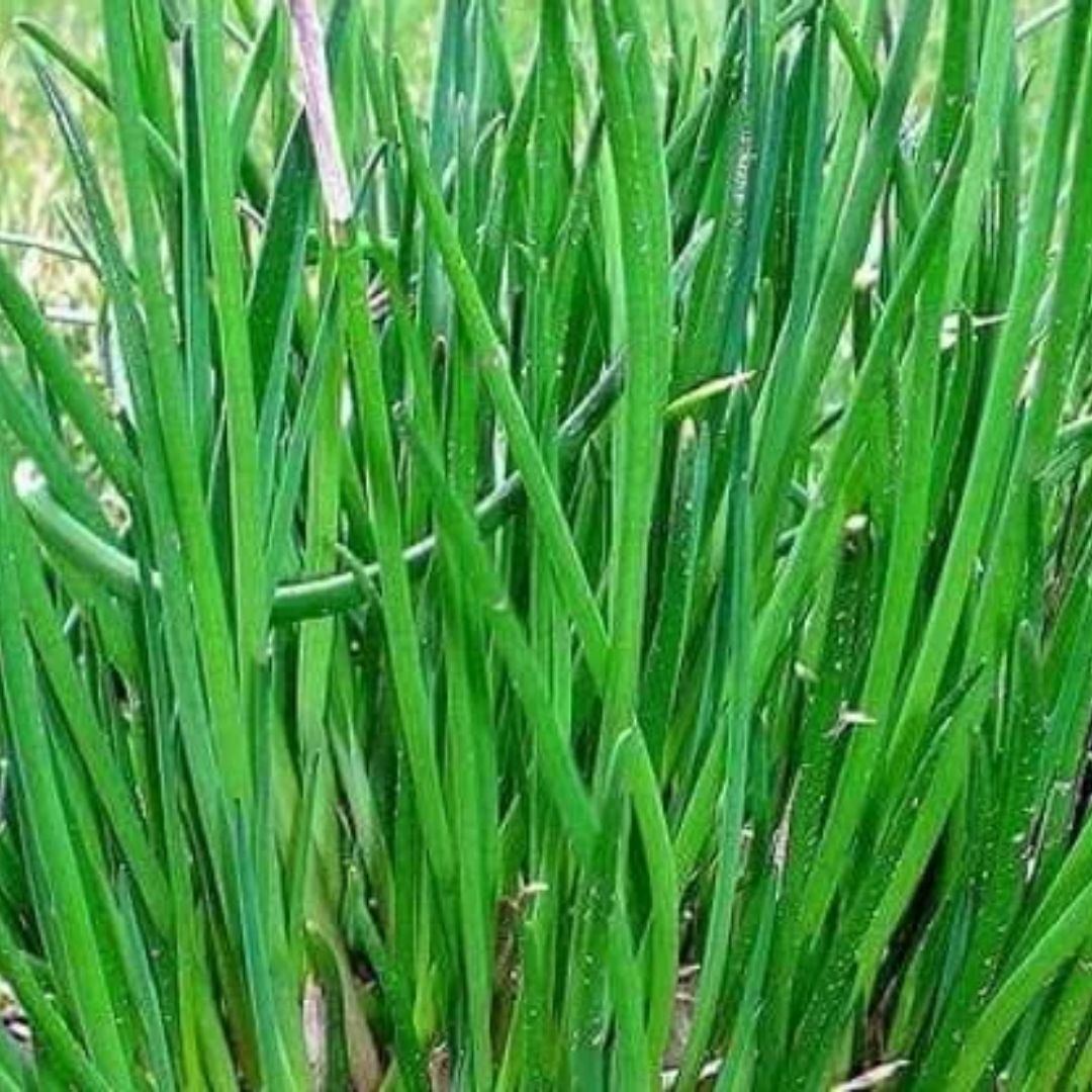 Chives Garlic 100mm