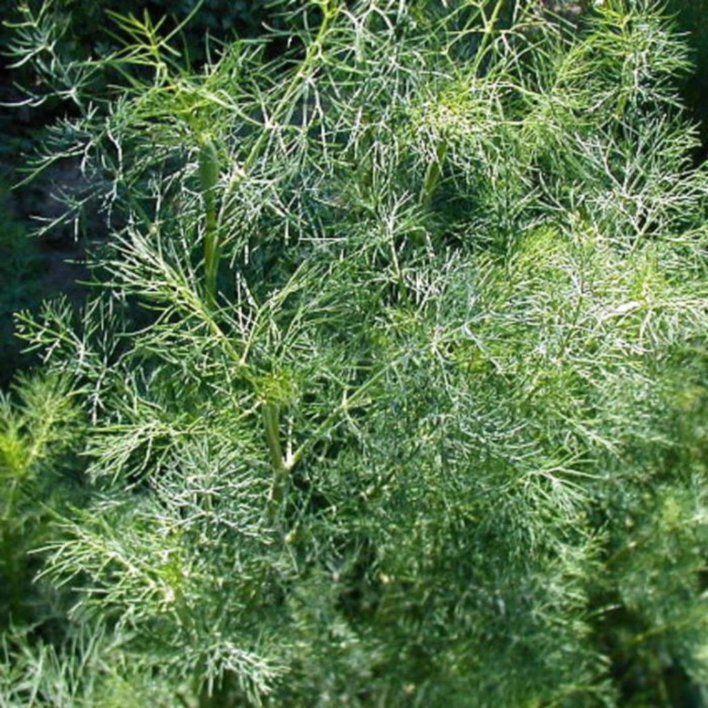 Dill 100mm