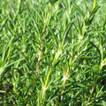 Rosemary 100mm