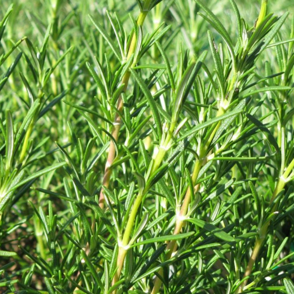 Rosemary 100mm