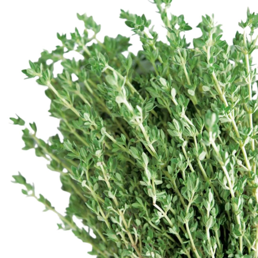 Thyme 100mm