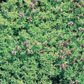 Thyme Lemon 100mm