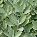 Sage 100mm