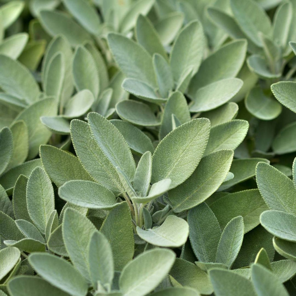 Sage 100mm
